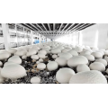 Greenhouse de champignon à conteneurs de ferme intelligente de 40 pieds de 40 pieds